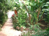 Other view garden of the Apart-Hotel LUIGI RESIDENCE - Boca Chica - Dominican Republic